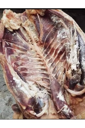 Kars Kazı (2.5-2.7 kg)&hellip;