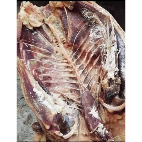 Kars Kazı (2.2-2.5 kg) – Doğal, Lezzetli ve Geleneksel Yöresel Lezzet